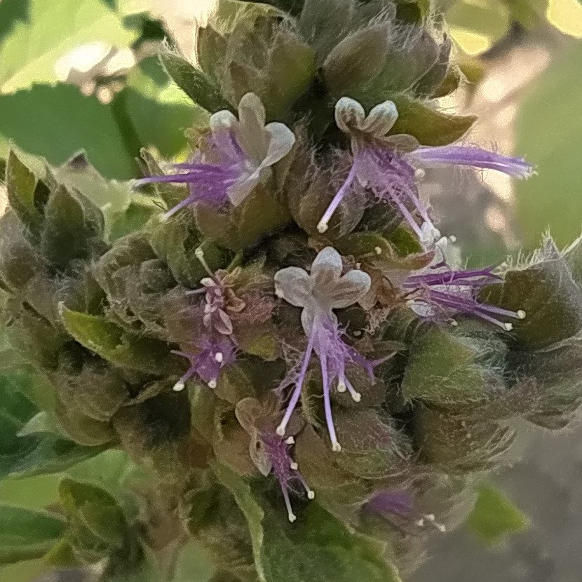 Patchouli