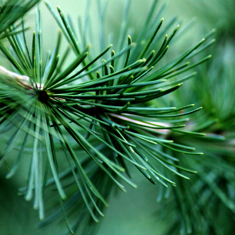 Tea Tree & Pine Needle