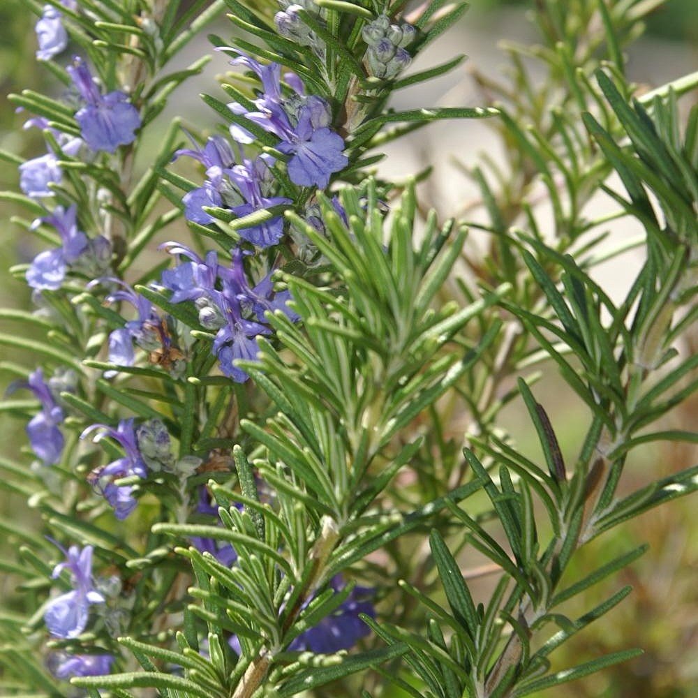 Rosemary & Bergamot